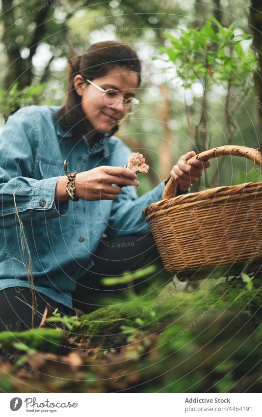 Woman collecting mushroom and putting into basket woman pick Ramaria edible wicker woodland mycology specie female fungi forest wild mycologist ectomycorrhizal