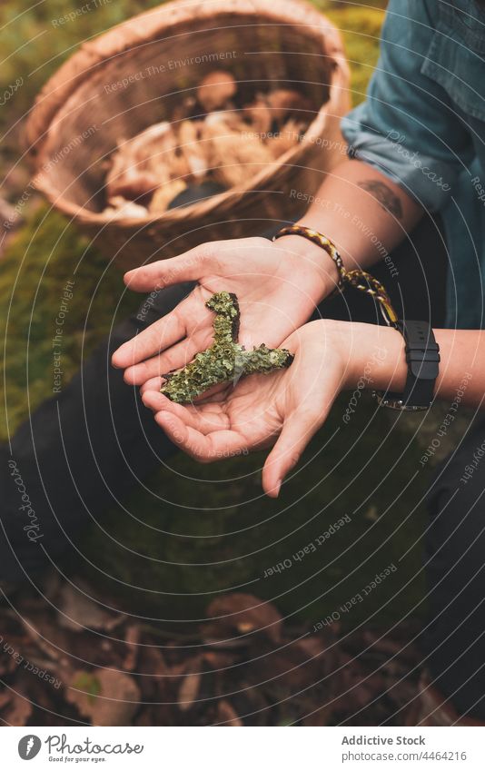 Woman showing lichen in hands in forest woman symbiosis basket mushroom nature wildlife pick female collect algae ascomycota plant woods ground vegetate