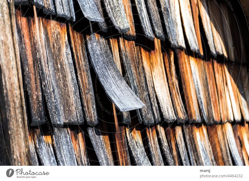 The overbearing larch shingle that stands out from the rest of the shingles. Wood shingle wall Together Old Weathered Wooden wall Brown Protection Building
