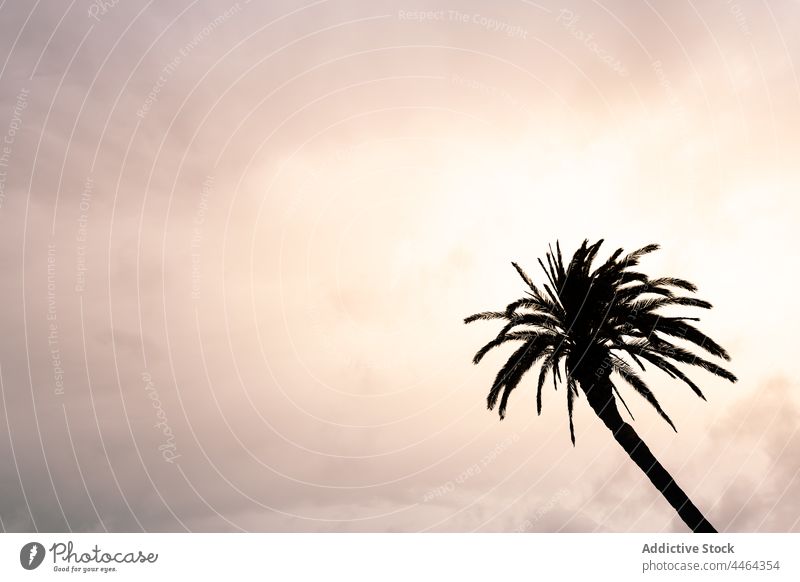Palm tree under cloudy sky at sunset palm nature vegetate environment ecology silhouette overgrown atmosphere scenic branch high wavy trunk scenery leaf curve