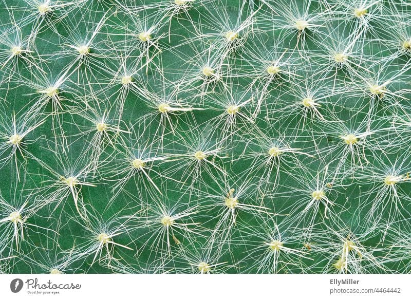 Opuntia in close-up. Cactus, background. macro Close-up Thorny Plant Green floral Nature Detail Houseplant Structures and shapes Desert Macro (Extreme close-up)