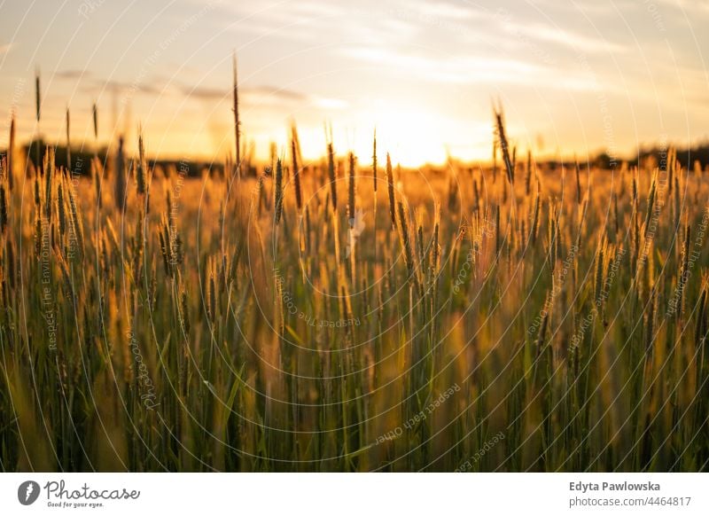 Golden wheat field during sunset sunshine sunny agriculture background beautiful country countryside farm grass green landscape meadow natural nature outdoor