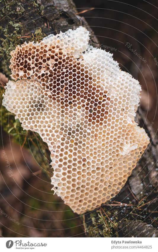 Honeycomb on a tree in the forest natural nature eco close fresh cell nectar golden wax propolis agriculture background bee beehive beekeeper beekeeping beeswax