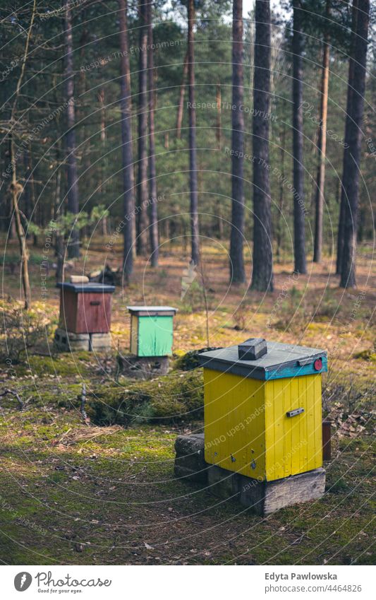 Colorful beehives in the forest colorful retro environmental idyllic pollinate farming propolis agricultural woods grove colony apiarist pollination apiculture