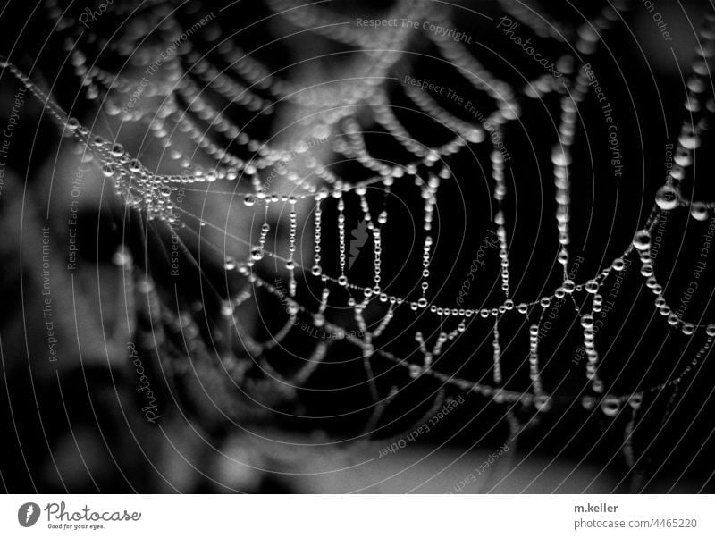 Cobwebs with dewdrops Black & white photo Spider's web cobweb pearls dew drops Wet in the morning Drops of water Exterior shot