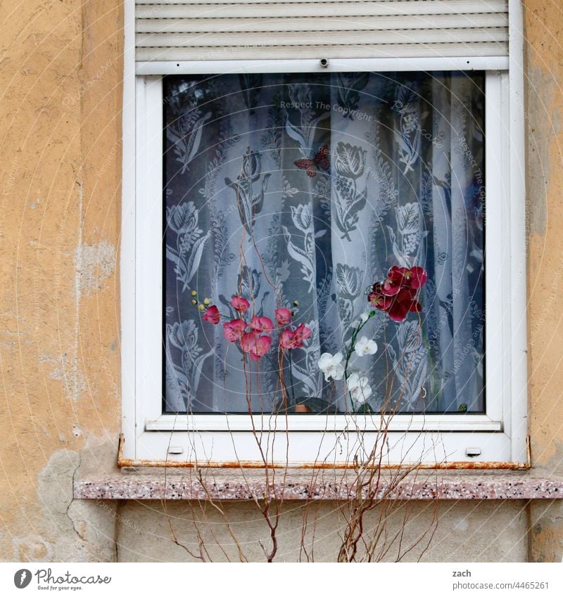 behind Brandenburg windows House (Residential Structure) Facade Window stale Retro piefig Living or residing Old Curtain Orchid Orchid blossom Flower
