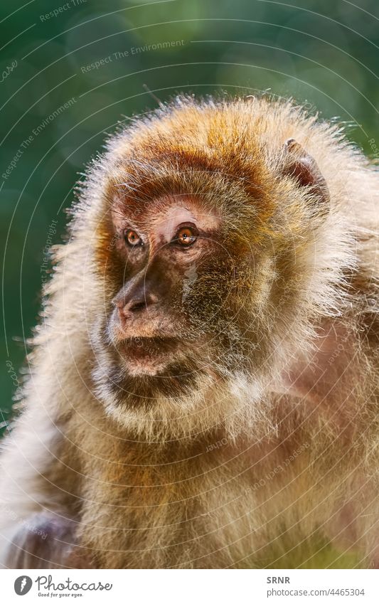 Barbary Macaque (Macaca Sylvanus) animal animal stage ape barbary ape barbary macaque fauna forest macaca sylvanus magot mammal mammalia monkey nature outdoor