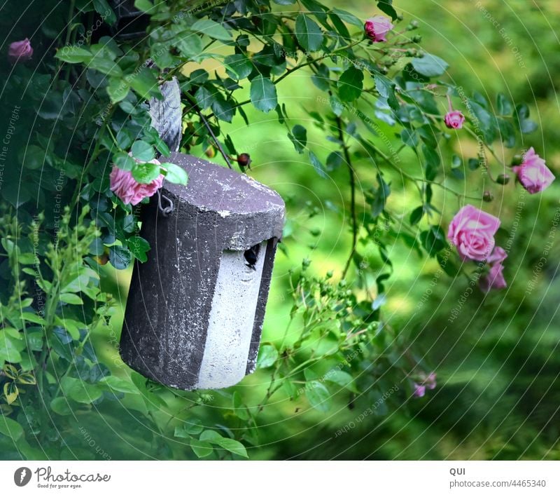 Bird house with titmouse framed by roses Nesting box bird house Stone Pink Green Nature romantic Garden Plant climbing rose Summer Frühlling Blossom