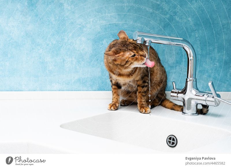 Cute bengal cat drinks water from a water tap. Beautiful cat drinking water with tongue from tap in kitchen. adorable animal beautiful beverage blue breed brown