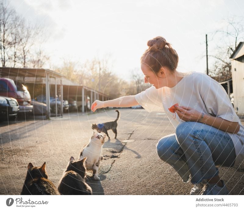 Smiling woman feeding homeless cat on street food hungry kind positive careful female optimist fur animal mammal kitty carefree glad young creature expressive