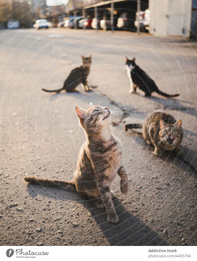 Homeless hungry cats waiting for food on street beg stare animal meow curious homeless gaze specie ground fluff feline kitten muzzle road hunger mammal