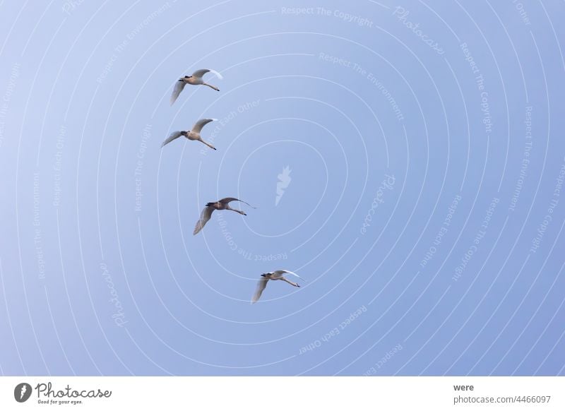 four young swans flying in formation in cloudy sky animal bird copy space elegant feathers landscape majestic mysterious nature noble powerful water animal