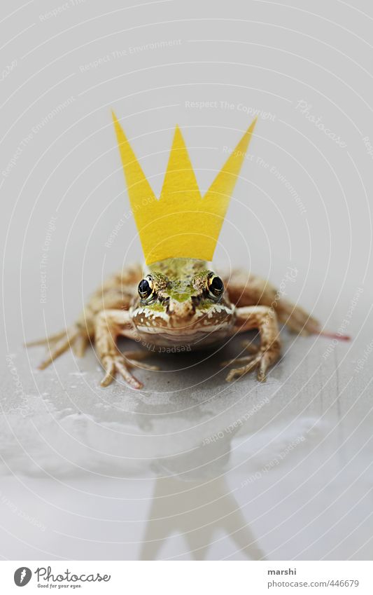*¶ KISS ME ¶ Nature Animal Frog 1 Yellow Green Crown Frog Prince Fairy tale History book Reflection Looking Looking into the camera Wait Kissing Small Funny