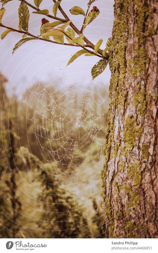 Spider web with dew drops hanging on a tree - a Royalty Free Stock