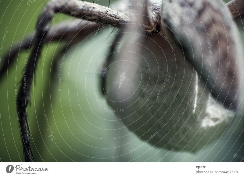 eight-legged friend Close-up Spider Legs Animal hair Creepy Esthetic blurriness Macro (Extreme close-up) Nature Detail Deserted