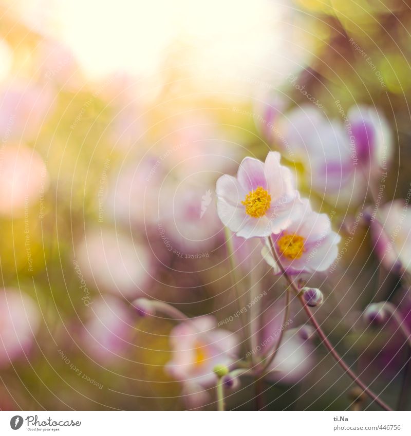 autumn greeting Nature Plant Animal Summer Autumn Flower Blossom Anemone Chinese Anemone Herbaceous plants Garden Park Blossoming Fragrance Faded Growth