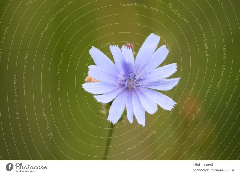 Common chicory in bloom closeup view with green blurry background nature flower plant blue summer flora botany common blossom herb medicine floral purple