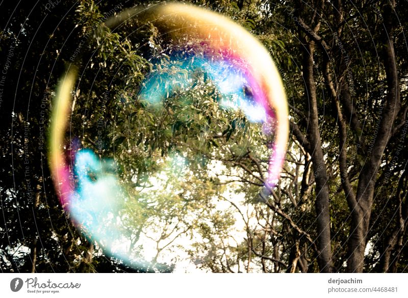A UFO, (soap bubble) bundle shimmers flies through the air. In the background are branches of a tree. Soap bubble Summer Water Macro (Extreme close-up) Joy Sky