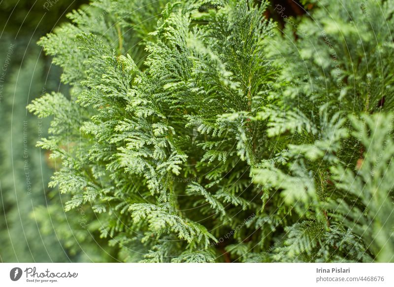 Close up view of cypress pine green leaves for Christmas or winter festive season. (Selective focus) background beautiful beauty branch bright bush close up