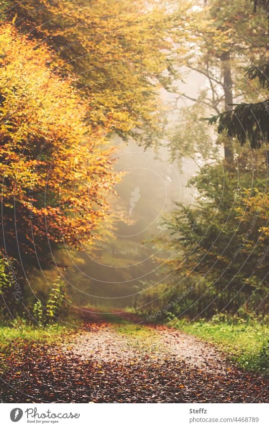 Autumn embraces / a misty forest path / Why eerie Fog foggy Eerie inscrutable Ambiguous haiku autumn colours Autumnal colours Forest off October Mysterious