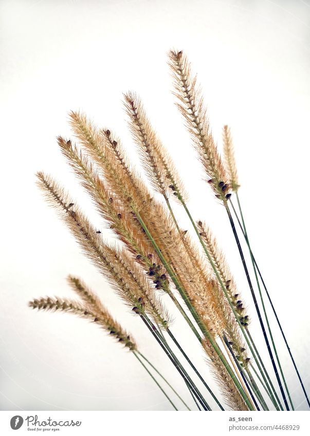 grasses Pipe cleaner grasses Nature Autumn Brown Plant Grass Deserted Environment naturally Shallow depth of field Colour photo Subdued colour Day Dried