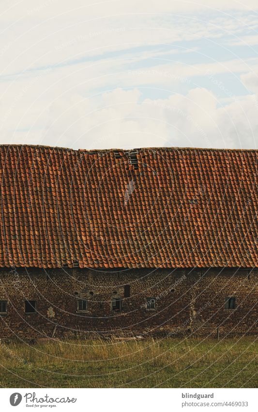 roof damage Barn Belgium Roof Willow tree Meadow Old Historic broken Broken Farm Brugge House (Residential Structure) Building Exterior shot Architecture Window