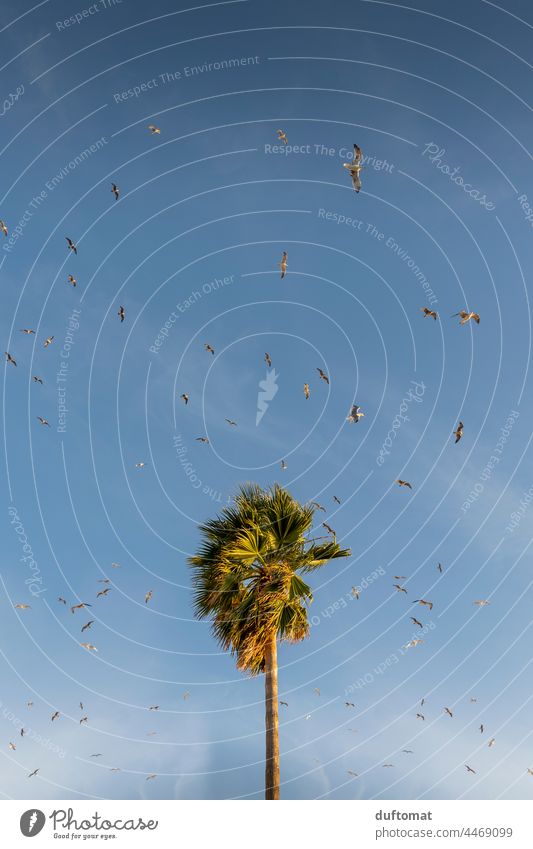 Lonely palm tree is circled by seagulls Horizon Landscape Sky Nature Deserted Environment Clouds Palm tree birds Strong Gull birds Copy Space top Plant Weather