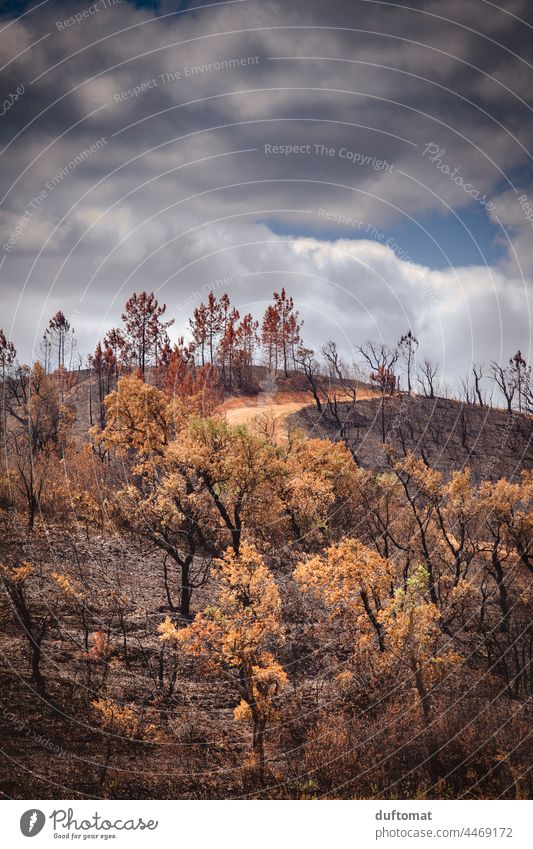 After the forest fire Forest fire Fire Blaze Nature naturally trees Fireplace Exterior shot Burn Hot Flame Wood Dangerous recover reforest Rescue mountain Tree