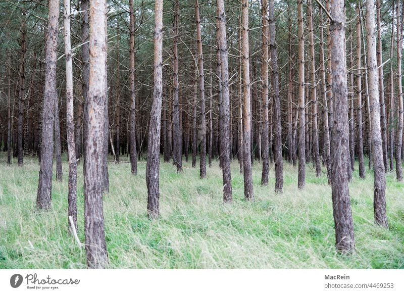 Dead trees, tree mortality, spruces, climate change, forest dieback, bark beetle infestation, Lower Saxony Germany Forest death Global warming climate crisis