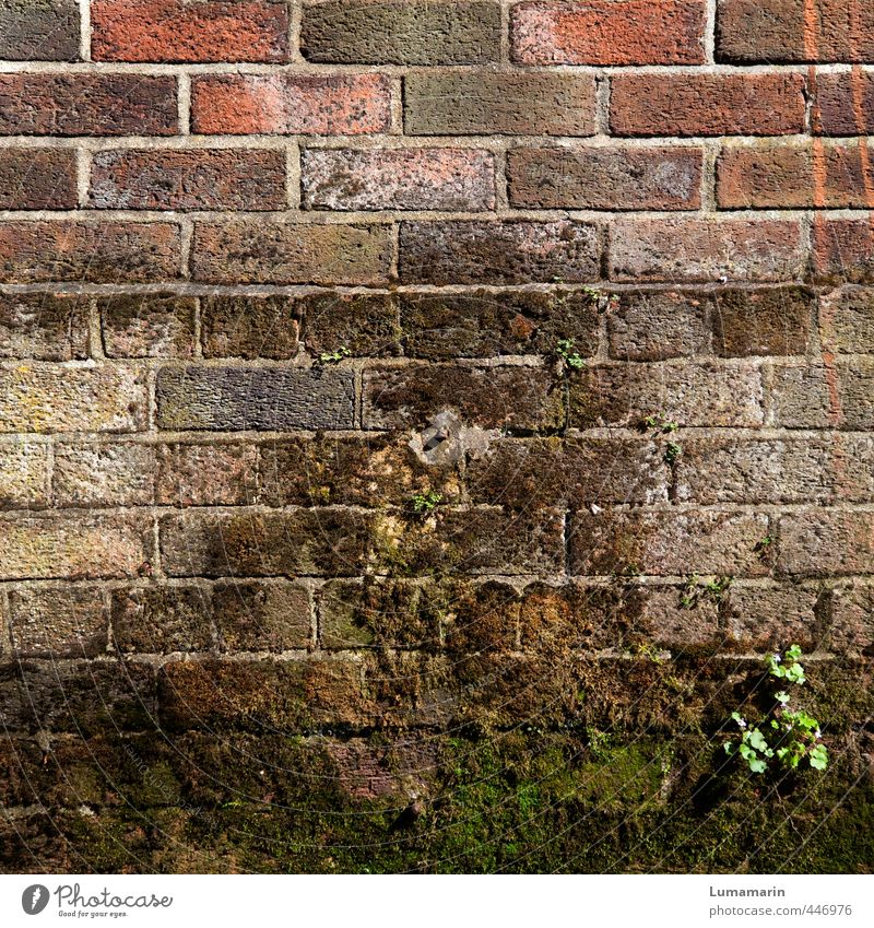 cultural landscape Architecture Plant Moss Wall (barrier) Wall (building) Facade Brick Stand Growth Old Simple Brown Culture Far-off places Protection Symmetry