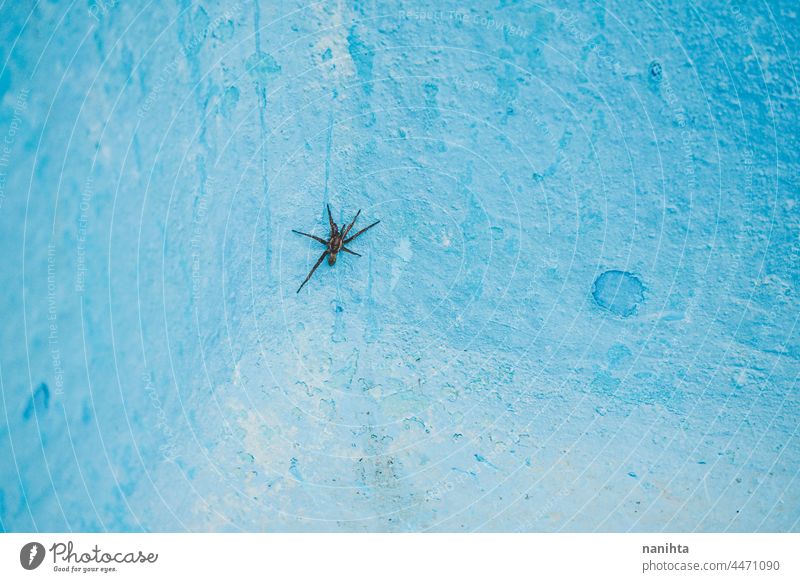 Little spider in a blue wall plague danger risk phobia fear little Spain pool turqoise wild animal insect texture textured cracked creepy tones pale cold cool