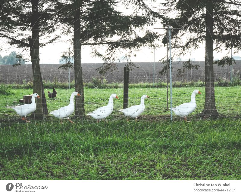 Five geese marching in a row along the fence of their meadow Goose step Poultry animals Free-range rearing Farm animal Organic farming Keeping of animals Meadow