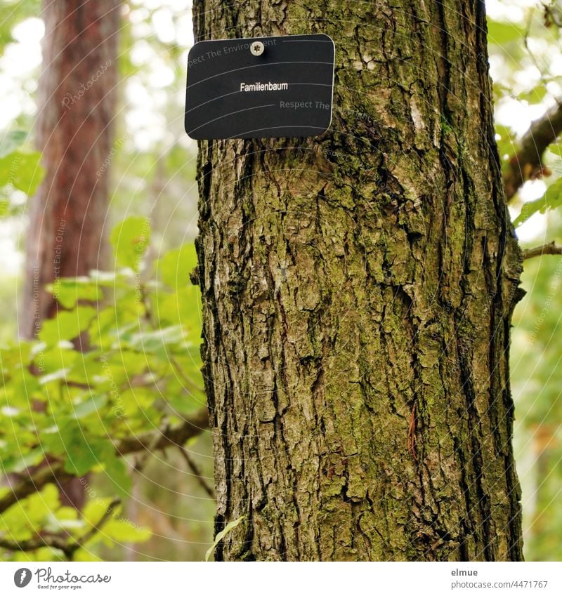 black sign with inscription - family tree - at a tree of a funeral forest / rest forest / cemetery forest Burial Forest Friedwald Forest Burial resting forest