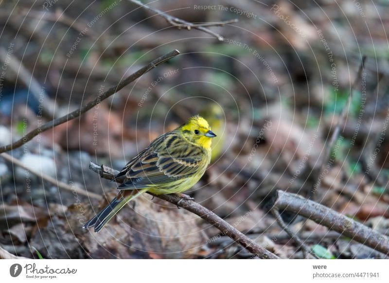 Yellowhammer searching for food on the forest floor Emberitsa Citrinella Animal Bird Copy Space Cuddly cuddly soft feathers Fly Food Forest Woodground Ground