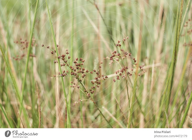 The meadow grass tall fescue (Festuca partensis) in spring. The beautiful wallpaper of Red fescue (Festuca rubra) agriculture background blooming bromus closeup