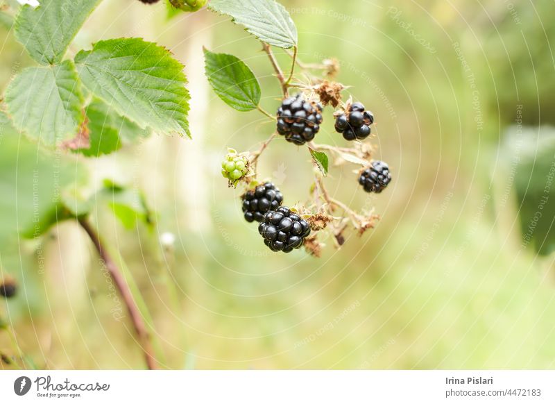 Berries of wild blackberry in nature close-up. closeup of blackberries on bush background branch bright brunch color cultivated cumberland farming flower food