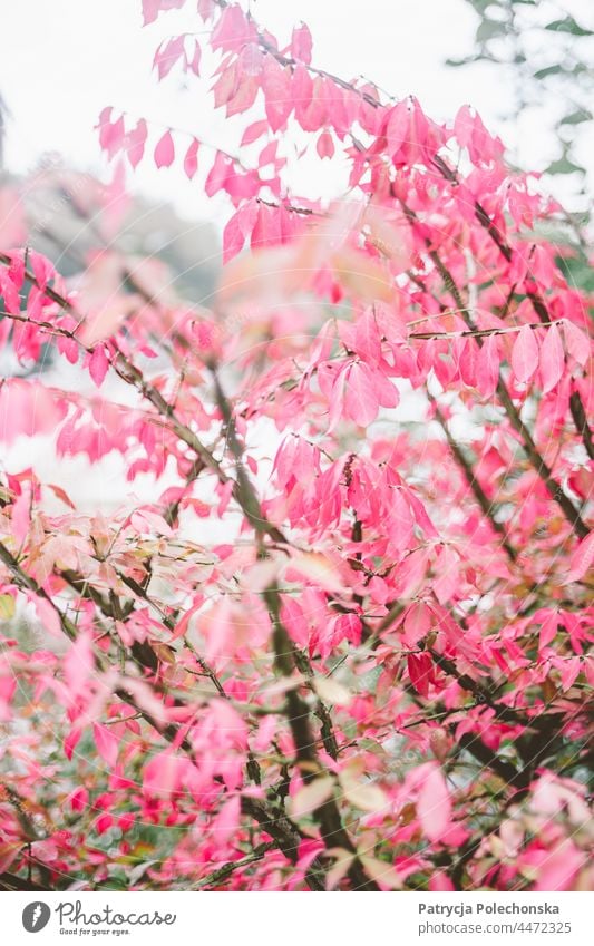Autumn tree with pink leaves, soft delicate nature Tree Pink fall Nature Forest closeup Soft Delicate