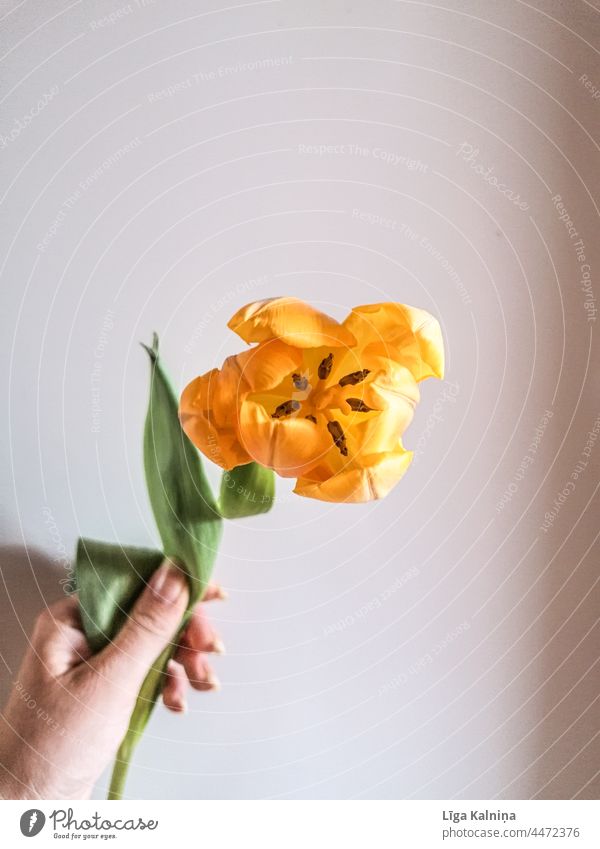 Hand holding yellow tulip Tulip Tulip blossom Plant Flower Spring Spring flower Fragrance Yellow yellow flower Colour photo woman day celebration Gift
