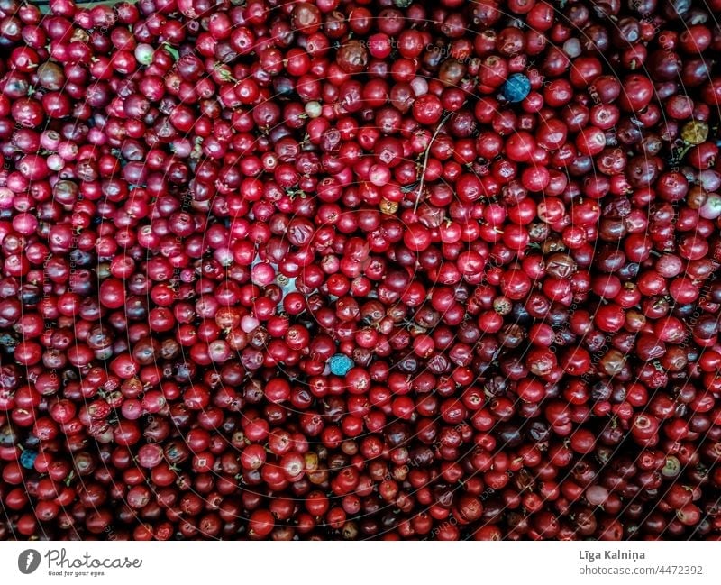 Cranberries cranberry cranberries food background healthy red organic vegetarian raw fresh natural nature delicious ingredient vitamin