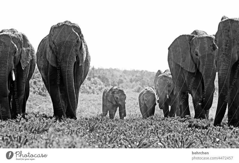 gray in gray | whether small or large Animal portrait Deserted Exterior shot Black & white photo Strong Small Wild Baby animal Cute Wanderlust Exceptional Herd