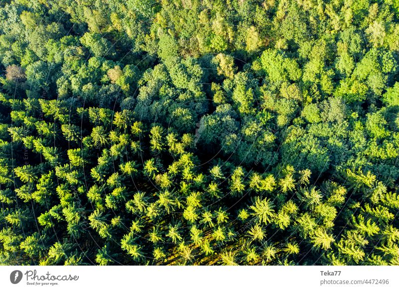 The timberline Forest forests Nature aerial photograph trees from on high fir forest Mixed forest Deciduous forest Climate change Bark-beetle