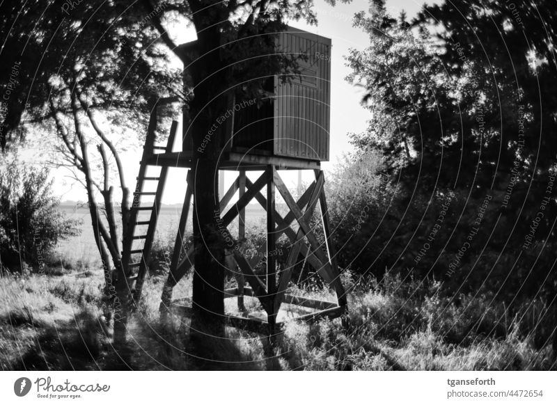 raised hide Hunting Hunting Blind Landscape Exterior shot Deserted Beautiful weather Hunting grounds Forest Hunting lookout Tree Hunter Light and shadow