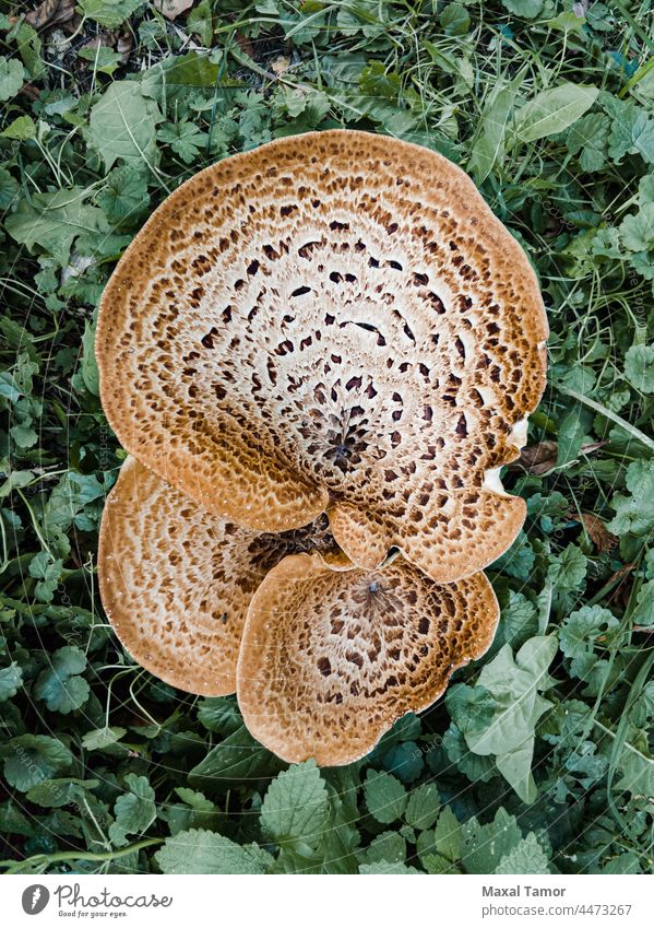 A Cerioporus squamosus mushroom, also known as dryad's saddle and pheasant's back mushroom is growing in the meadow autumn botany bracket fungus brown cap