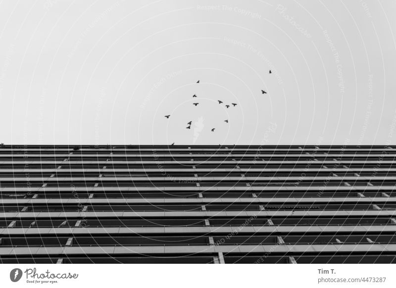 A prefabricated building facade . A group of pigeons in flight Berlin Prefab construction b/w bnw Black & white photo Exterior shot Town Architecture Deserted