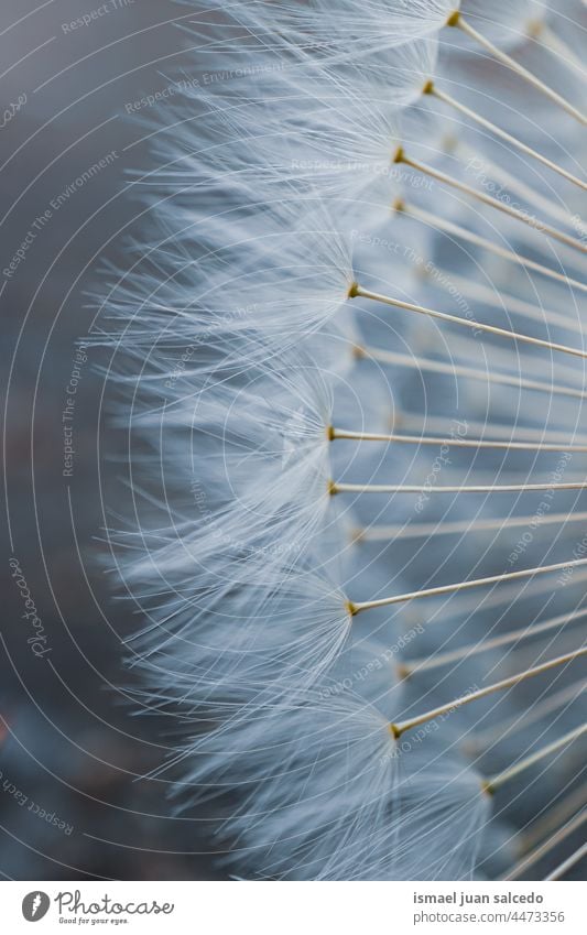 close up of the white dandelion seed in spring season flower plant floral garden nature natural beautiful decorative decoration abstract textured soft softness