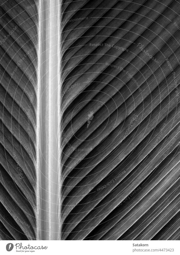 Texture on surface of Cigar plant leaf, gray background pattern texture cigar fresh tropical calathea close up flower nature natural color bright life detail