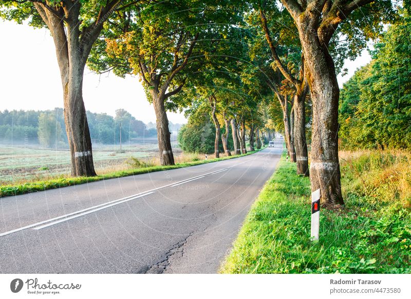 new asphalt road in the forest car trip drive summer travel country highway journey green nature outdoor landscape empty view tree environment freeway sunshine