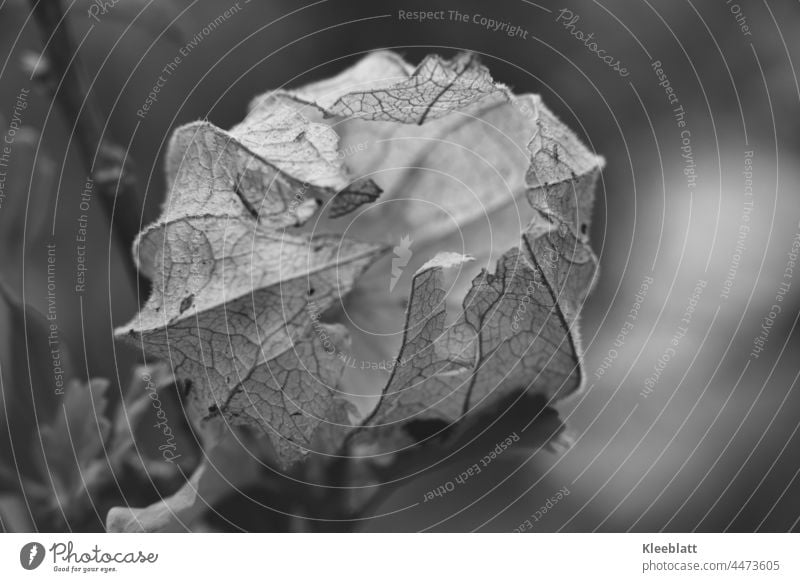 Close up of an empty physalis fruit in black and white Physalis Plant Chinese lantern flower Colour photo Orange Close-up Autumn Cape gooseberry Berries Vitamin