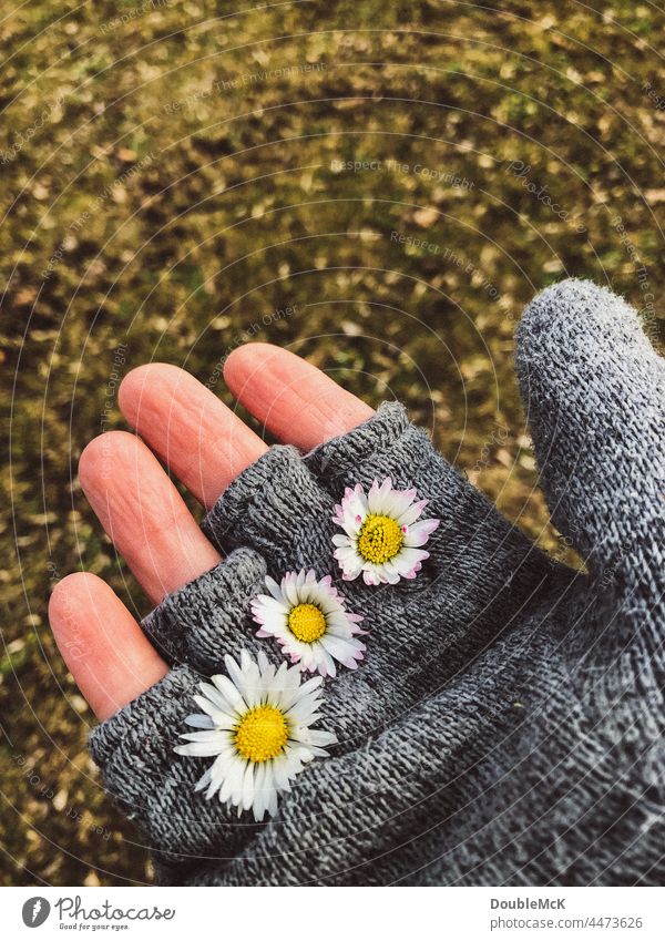 A hand in gloves with daisies between the fingers Autumn Autumnal Hand Fingers Fingertip Skin flowers Colour photo Close-up Human being Exterior shot To hold on
