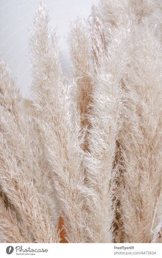 Pampas plant texture for backgrounds pampas decoration decorative fluffy nature copy space leaves autumn ornamental room wedding rustic centerpiece feather